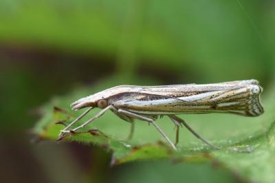 <i>Ancylolomia tentaculella</i>