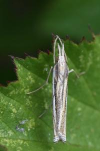 <i>Ancylolomia tentaculella</i>