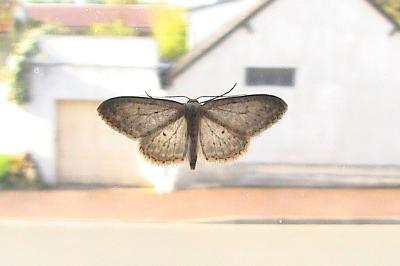 <i>Idaea</i>