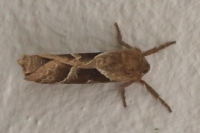 Triodia sylvina