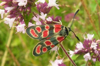 Zygène du Sainfoin 
