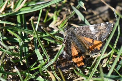 Archiearis parthenias