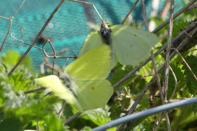 Citron 
