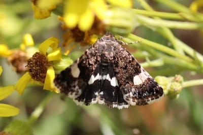Noctuelle en deuil 