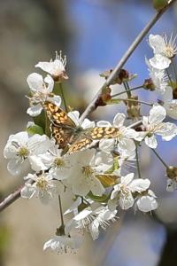 Tircis 