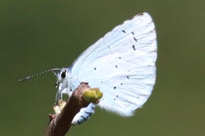 Azuré des Nerpruns 
