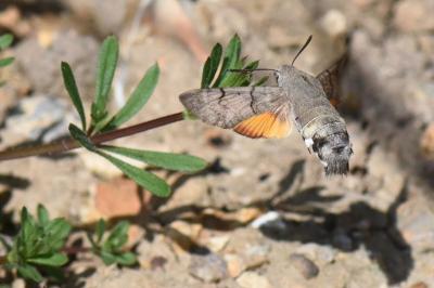 Moro-Sphinx 