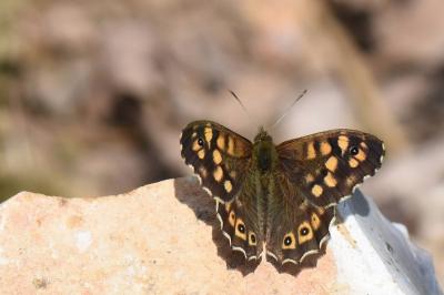 Tircis 