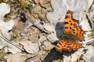 Polygonia c-album