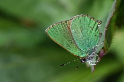 Callophrys rubi