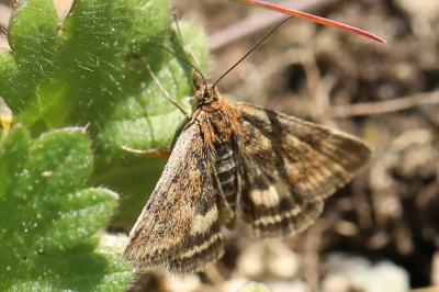 <i>Pyrausta despicata</i>