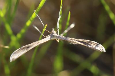 <i>Emmelina monodactyla</i>