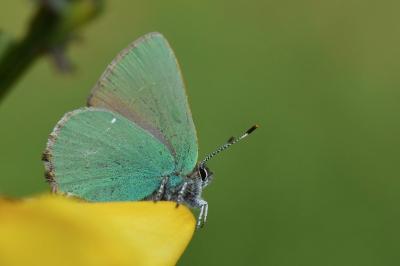 Callophrys rubi