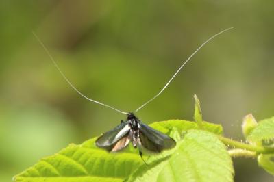 <i>Adela reaumurella</i>