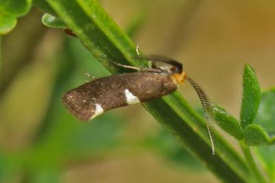 <i>Incurvaria masculella</i>