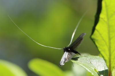 <i>Adela reaumurella</i>