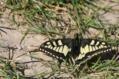 Machaon 