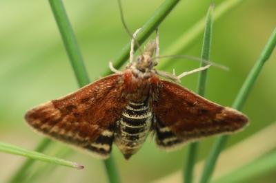 <i>Pyrausta despicata</i>