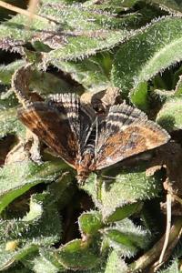 <i>Pyrausta despicata</i>