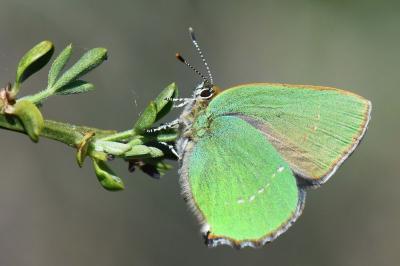 Callophrys rubi
