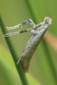 <i>Aspilapteryx tringipennella</i>