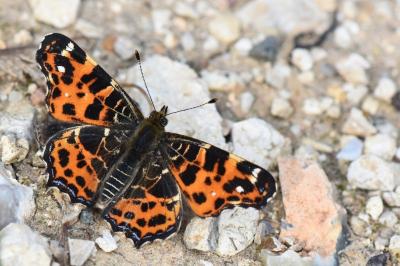 Carte géographique 