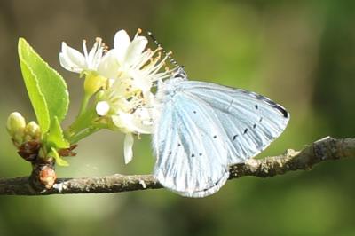 Azuré des Nerpruns 