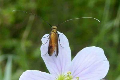 <i>Cauchas rufimitrella</i>