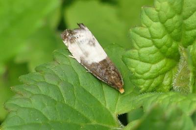<i>Notocelia cynosbatella</i>