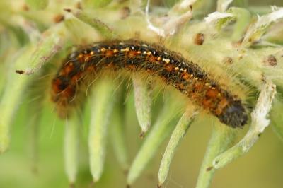 Bombyx de l'Aubépine 
