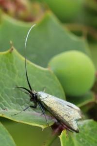 <i>Adela reaumurella</i>