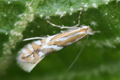 <i>Phyllonorycter</i>