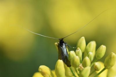 <i>Adela reaumurella</i>