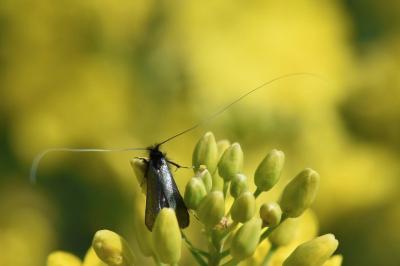 <i>Adela reaumurella</i>