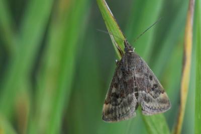 <i>Pyrausta despicata</i>
