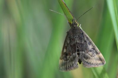 <i>Pyrausta despicata</i>
