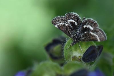 <i>Atralata albofascialis</i>
