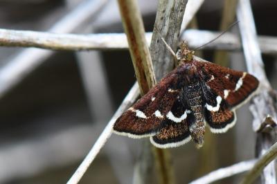 <i>Pyrausta nigrata</i>