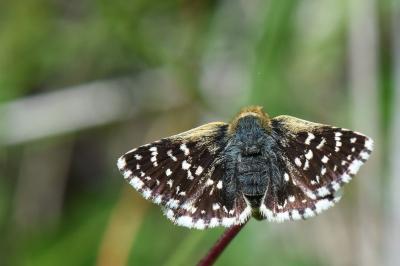 Hespérie des Sanguisorbes 
