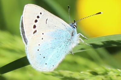 Azuré des Cytises 