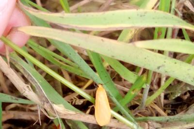 Manteau jaune 