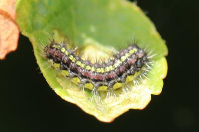 Aglaopé des haies 
