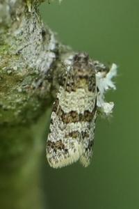 <i>Cnephasia</i>