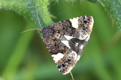 Noctuelle en deuil 