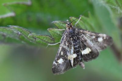<i>Pyrausta aurata</i>