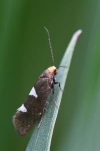 <i>Incurvaria masculella</i>