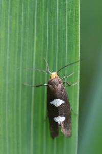 Incurvaria masculella