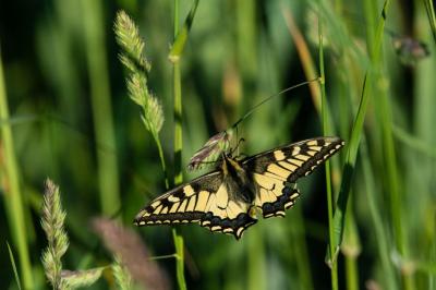 Machaon 