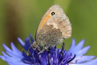 Coenonympha pamphilus