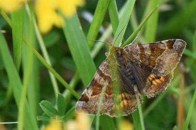Euclidia glyphica